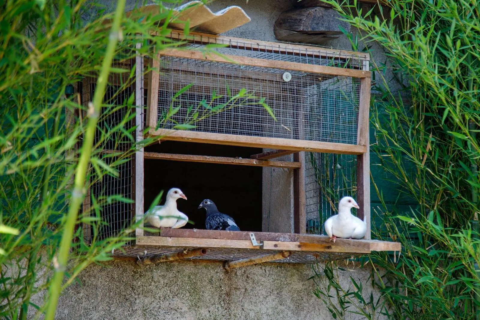 Little App - Magical Surrounding Apartment Sveti Petar u Sumi